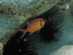Blackbar Soldierfish 6